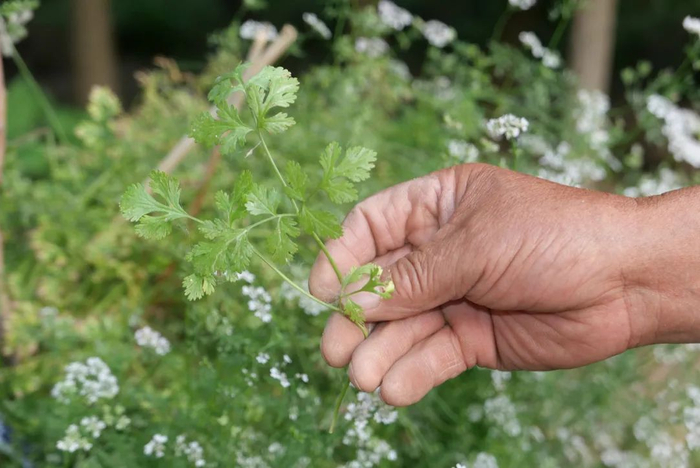 徐伟父亲展示种下的香菜。