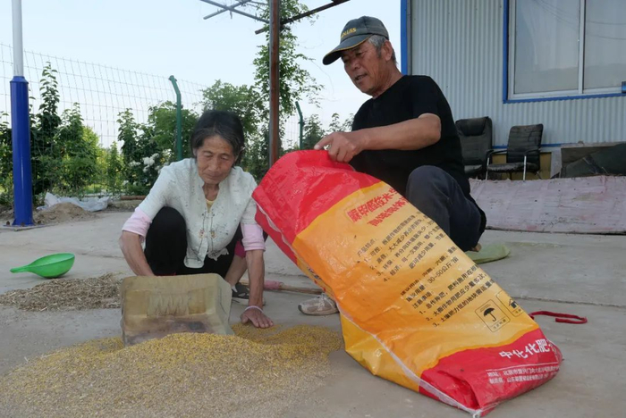 徐伟父母将较好的菜籽筛选出来，这些菜籽能制成一小瓶菜籽油。
