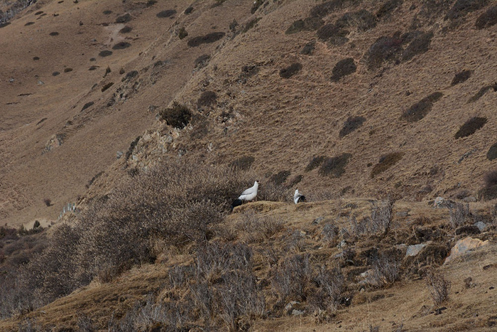 国家二级保护动物藏马鸡在这里比较常见。 澎湃新闻记者 胥辉 图