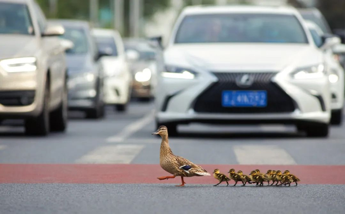 北京，绿头鸭妈妈带孩子过马路，马路上上演了温馨的一幕。张瑜 / 摄