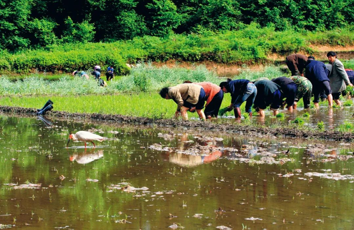 曾经，朱鹮最后的种群就是依赖洋县姚家沟的冬水田得以延续。通过采取生态友好的耕作模式，朱鹮分布区内的许多水田仍然是它们主要的觅食场所。向定乾 / 摄