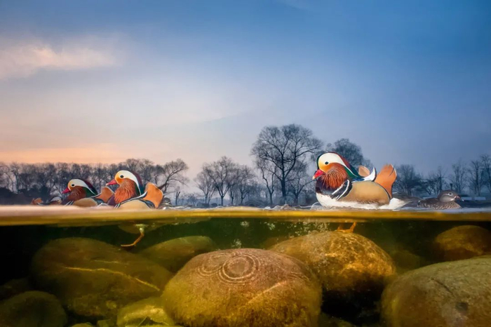 鸳鸯是东亚特有的水禽，因为艳丽的羽毛和对爱情的寓意受到人们青睐。它们也是许多城市中最常见的水鸟。图为摄影师利用伪装好的遥控相机拍摄北京玉渊潭公园中的鸳鸯。关鹏 自然影像中国 / 摄