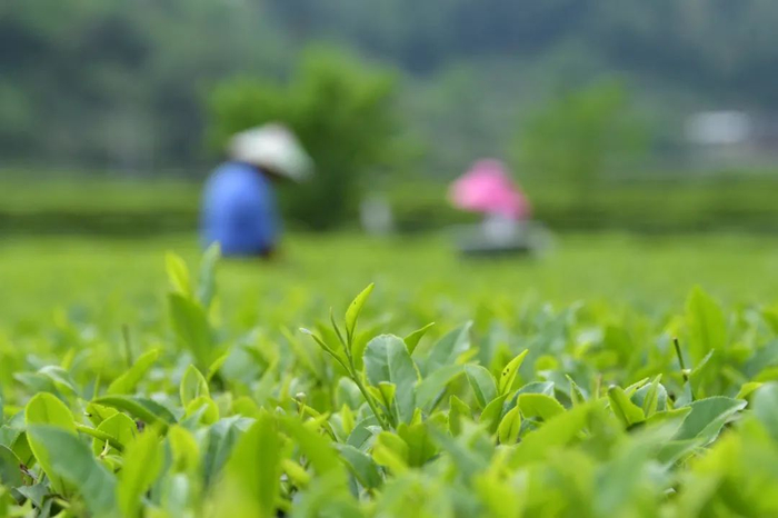 立夏时节，湖北省宣恩县椒园镇石马村的茶农在茶园采摘茶叶。新华社发（宋文摄）