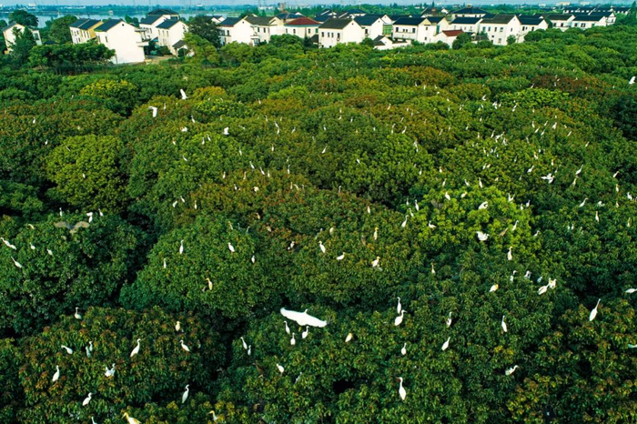 苏州吴江，震泽省级湿地公园，繁殖季大群的鹭鸟栖息在江南村舍旁成片的香樟林树冠层上。孙晓东 / 摄