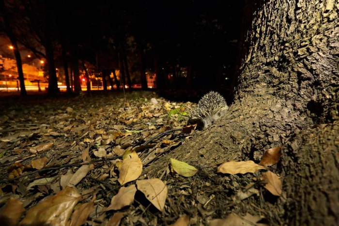 在中国城市中一般见到的是东北刺猬。薄顺奇 / 摄
