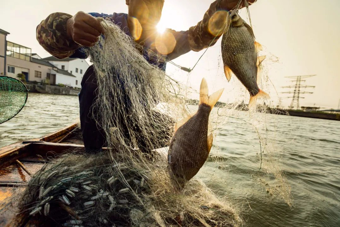 苏州吴江，震泽省级湿地公园，月半湾。当地渔民在6月收获鳊鱼。孙晓东 / 摄