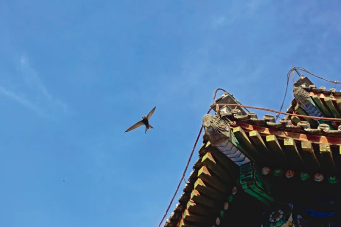 保护工作者在努力为北京雨燕提供生存空间，颐和园甚至在雨燕繁殖期封闭了它们集中筑巢的廓如亭。张瑜 / 摄