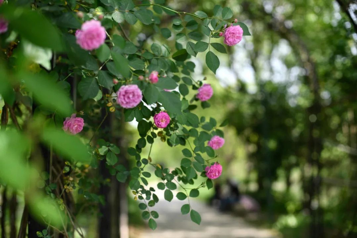 西溪湿地公园内盛开的蔷薇。新华社记者黄宗治摄