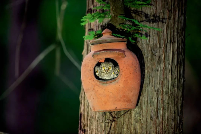 人工巢可以为那些偏爱树洞的鸟类解决“住房难题”。这个瓦罐成为红角鸮一家的住处。赵建英 / 摄