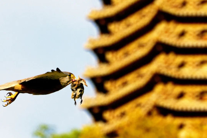红隼是城市中最常见的猛禽之一，它们通常选择在高大的建筑上筑巢，在街道和绿地中寻找食物。画面中的背景是北京大学著名的博雅塔。王放 / 摄