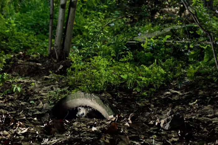 排水沟中隐藏的貉，警惕地观察四周环境。孙晓东 / 摄