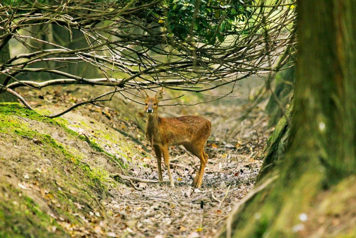 上海公园中的獐。何鑫 / 摄