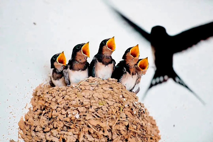 当然，也有很多人仍愿为它们留下一片空间。徐永春 / 摄