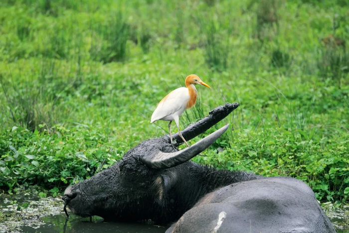 从水牛与牛背鹭的关系中，我们能看到中国传统农业与自然的相契。牛背鹭是在长江以南的水田中常见的鸟类，它们常停歇在耕牛背上，取食被这些大动物惊起的昆虫，也会啄食牛身上的寄生虫。 吴秀山 / 摄