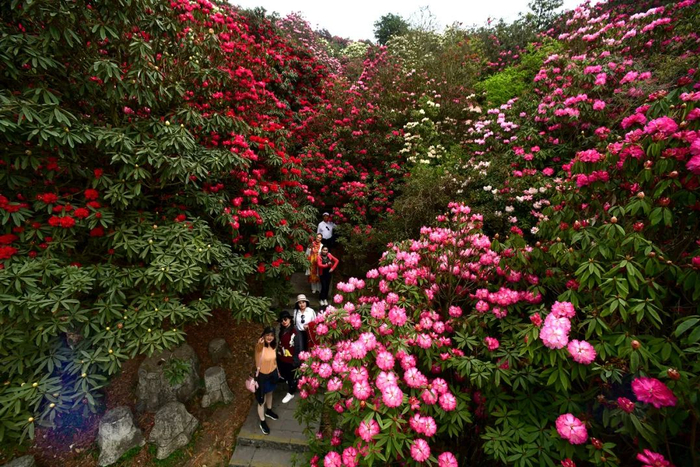 游人在贵州百里杜鹃管理区金坡景区赏花。新华社发（周燕林摄）