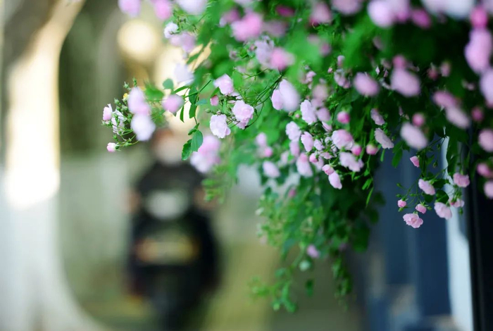 行人从南京市西康路盛开的蔷薇花下经过。新华社发（杨素平摄）