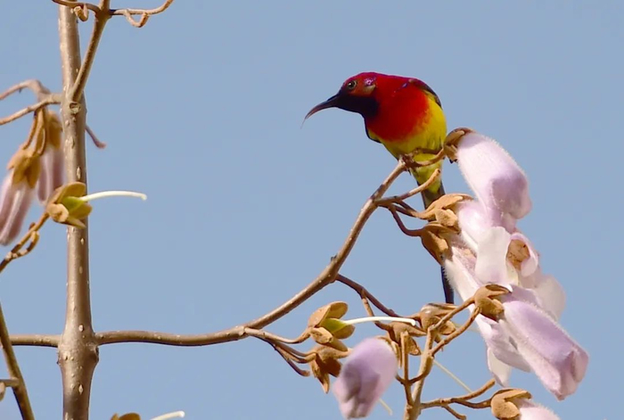 鸟儿在泡桐树上。新华社记者郝同前摄