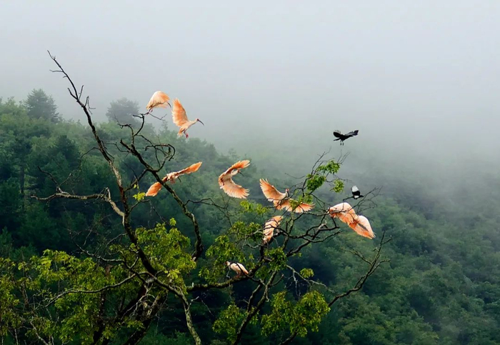 在树上的朱鹮，与喜鹊共舞。赵纳勋/ 摄