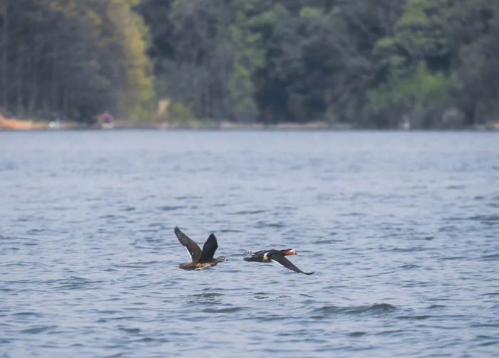 鸳鸯在浙江省杭州市临安区的青山湖上飞翔。新华社记者徐昱摄
