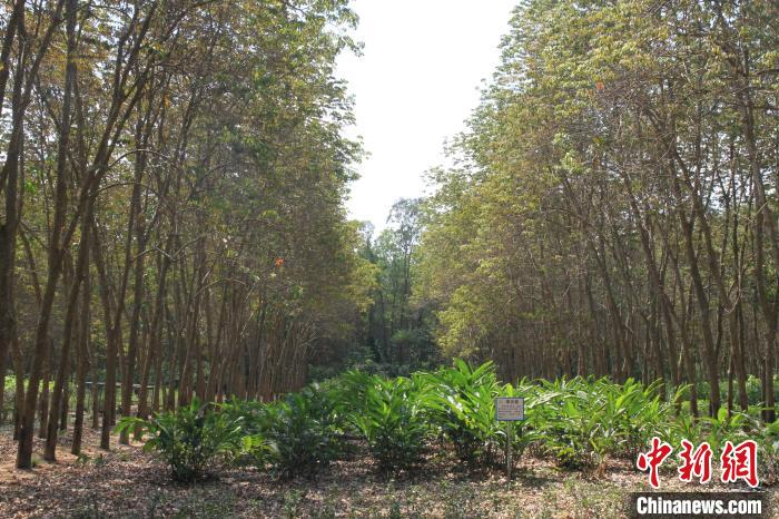 图为充分利用林下资源的宽行窄距种植模式。　符宇群 摄