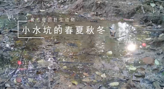 图源微博@嘉美猫