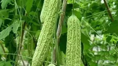 水洗蛋白怎么测立夏通血管第一选择!用它泡水喝,喝一次刮2斤油,还能护心抗癌_新闻资讯_第2张_活检穿刺产品网 水洗蛋白怎么测立夏通血管第一选择!用它泡水喝,喝一次刮2斤油,还能护心抗癌_https://www.jmylbn.com_新闻资讯_第2张