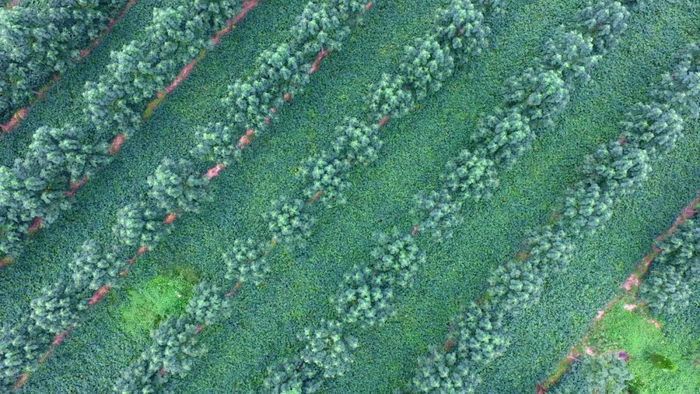 航拍河南省兰考县成片的泡桐树。新华社记者冯大鹏摄