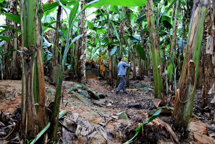 在市场价格的推动下，武陵村不少村民的年收入达到十几万元（安舜/摄）