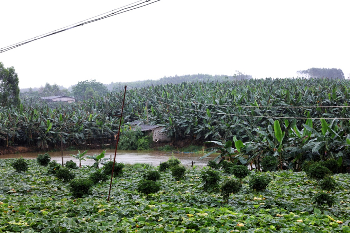 在南宁市西乡塘区的金陵镇、双定镇、那龙镇，村民种植的小米蕉林（安舜   摄）