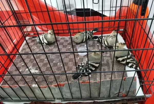 图说：一窝“戴胜” 采访对象供图