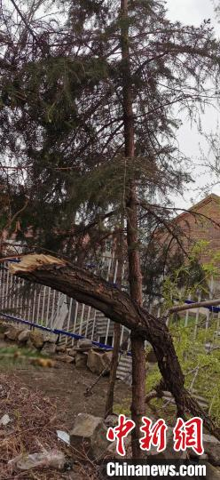 树木被吹断。　杜金凤 摄