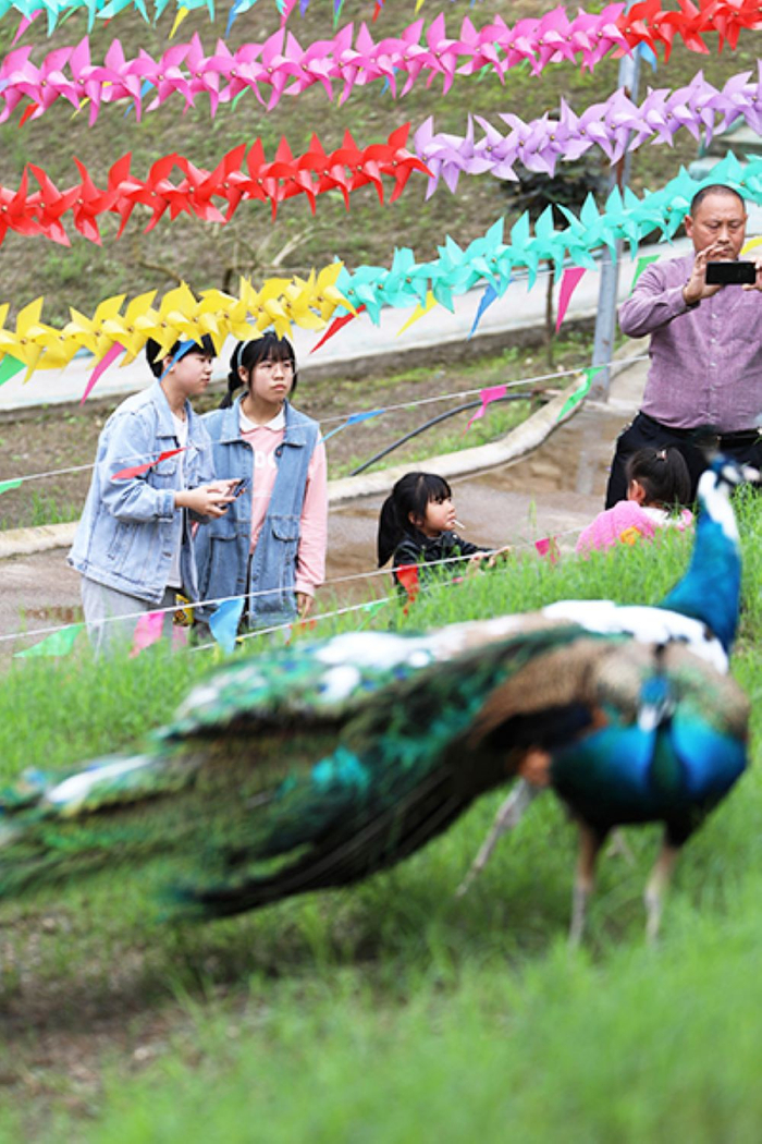 游客打卡绍庆街道孔雀山庄（央广网发 赵勇摄）