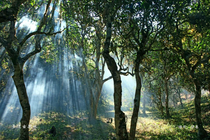 景迈山古茶园 谭春 摄