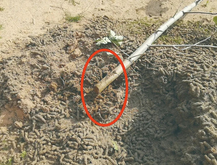 高尔夫球场侵占滇池一级保护区，相关单位弄虚作假，将树枝插入浅层表土，冒充植树。（中央生态环保督察组供图）
