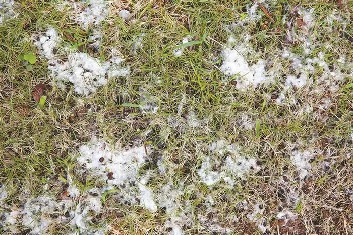 木棉果实随风飘散到地上，看起来如同薄薄一层“雪”。深圳晚报记者 陈玉 摄