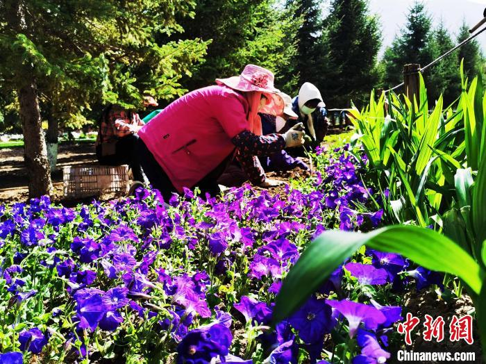 图为工作人员补植花卉。　张添福 摄