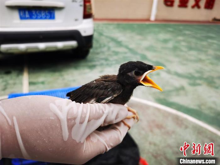 图为被解救的八哥 李阿柱 摄