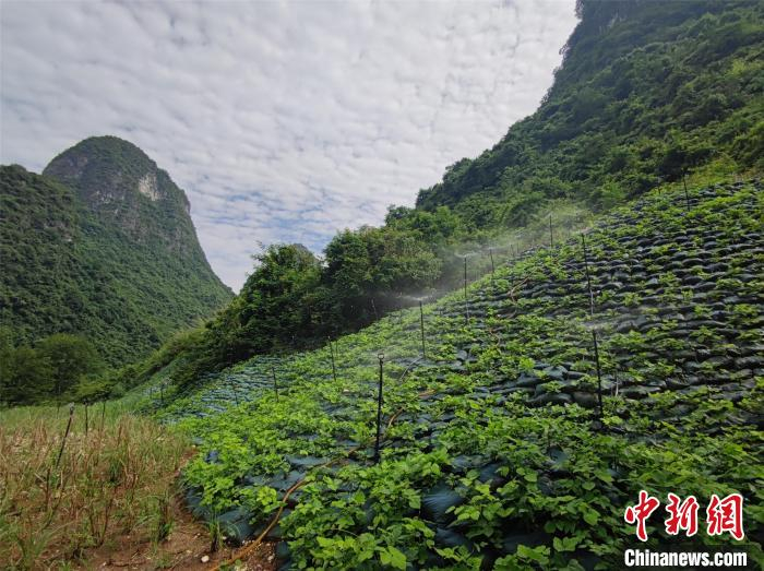 图为桂林市暗嵅村采石场生态修复后。　张雅君 摄
