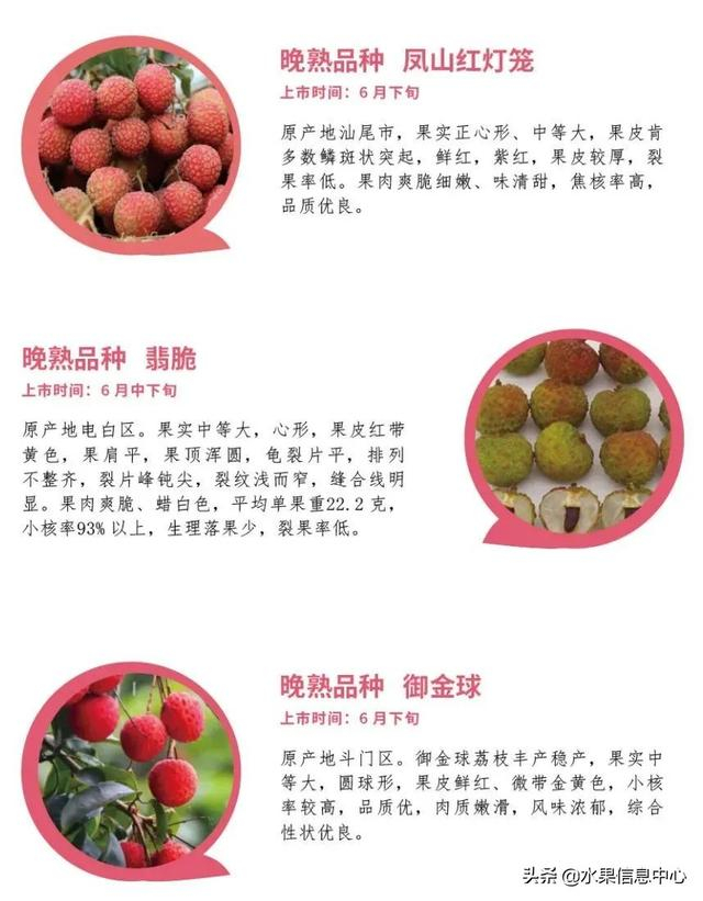 2021年，广东荔枝采摘上市时间表|妃子笑|品种|白糖|品牌|电白_新浪新闻