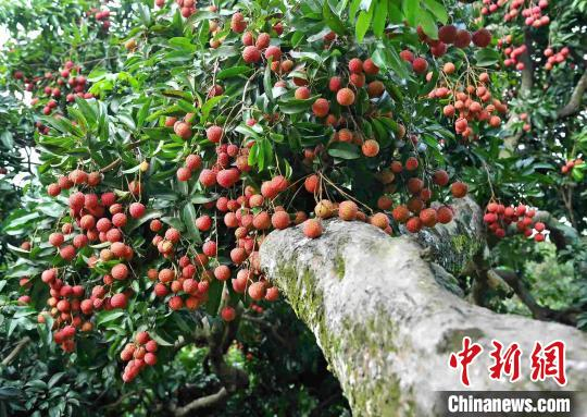 图为著名侨乡——镇隆镇的荔枝。　宋秀杰 摄