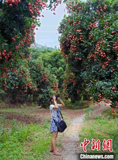 图为著名侨乡——镇隆镇的荔枝。　宋秀杰 摄