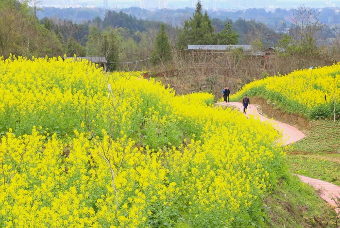 来凤县翔凤镇檀木湾村油菜花花海 杜玉婷 摄