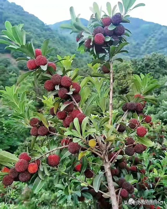 一波超级吸睛的杨梅朋友圈文案|入口|口感|东魁杨梅|果汁|味道_新浪新闻