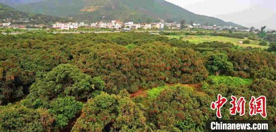 图为著名侨乡——镇隆镇的荔枝。　宋秀杰 摄