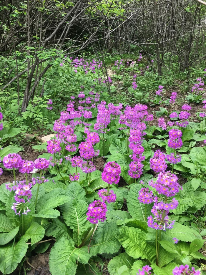 川东灯台报春花 傅春蓉供图