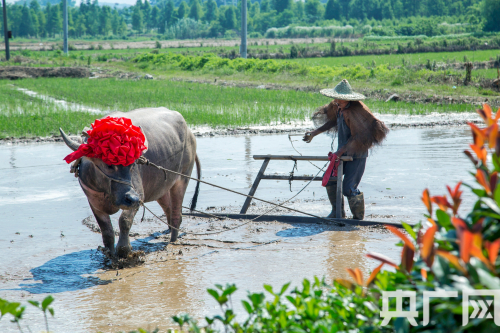 　　（央广网发 通讯员雯雯 张欣摄）