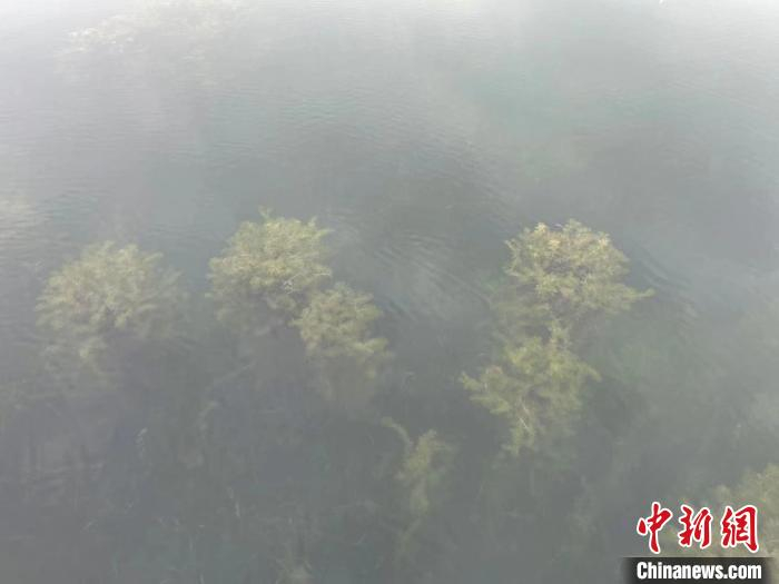 嘉兴秀洲银杏天鹅湖水草清晰可见。　黄龄亿 摄