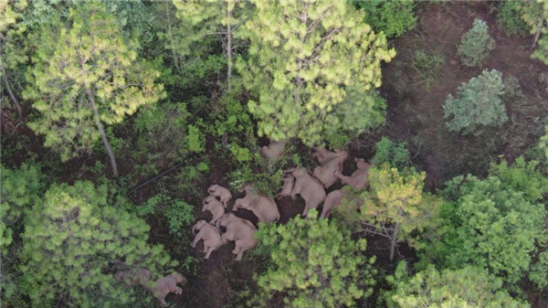 图说：睡觉的象群。云南省森林消防总队供图