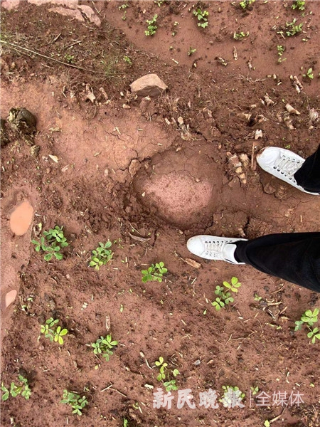 图说：大象脚印。李一能 摄