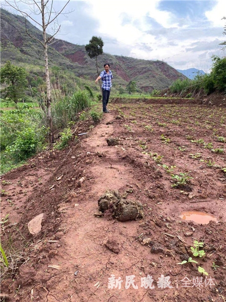 图说：大象粪便。李一能 摄